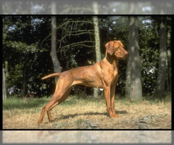 Vizsla Dog Breed Image