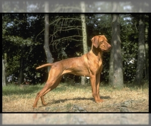 Samll image of Vizsla