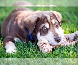 Shar-Poo puppies for sale and Shar-Poo dogs for adoption