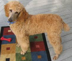 Medium Photo #3 Poodle (Standard) Dog Breed
