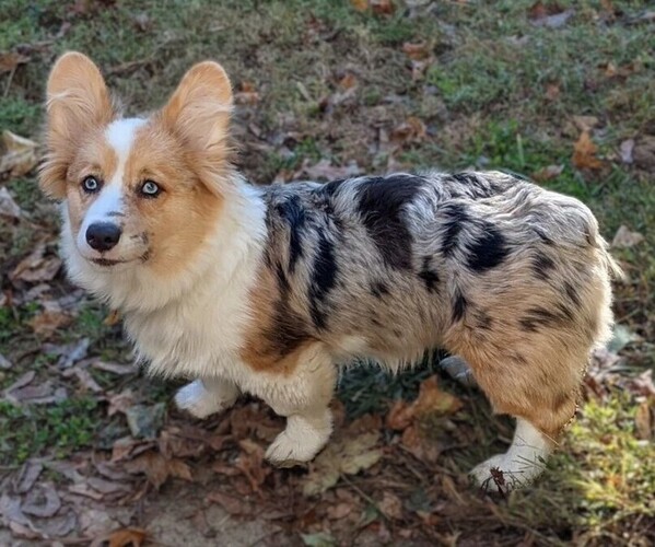 Medium Photo #1 Corgi-Aussie Dog Breed