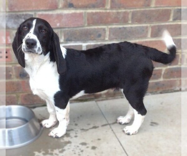 Medium Photo #1 Basset Springer Dog Breed