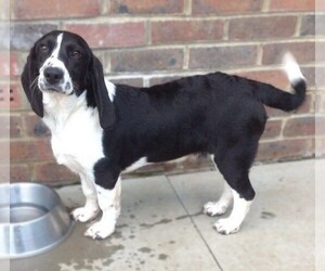 Basset Springer puppies for sale and Basset Springer dogs for adoption