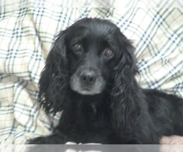 Image of Colonial Cocker Spaniel Breed