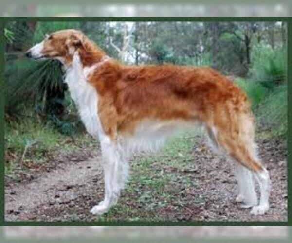 Medium Photo #3 Borzoi Dog Breed