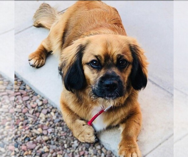 Medium Photo #1 Cocker Pug Dog Breed