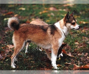 Samll image of Norweigian Lundehund