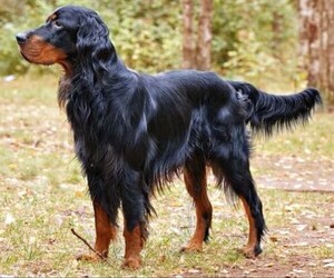 Image of Gordon Irish Setter breed