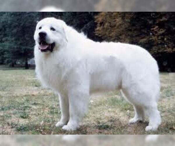 Full screen Photo #5 Great Pyrenees Dog Breed