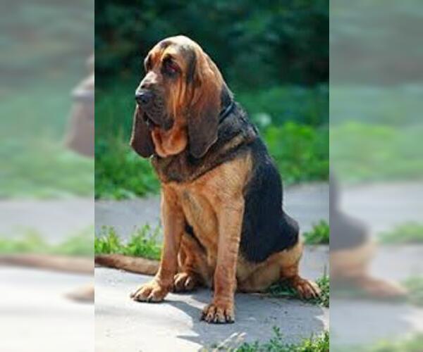 Medium Photo #5 Bloodhound Dog Breed