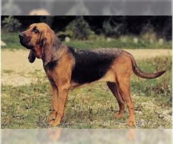 Medium Photo #6 Bloodhound Dog Breed