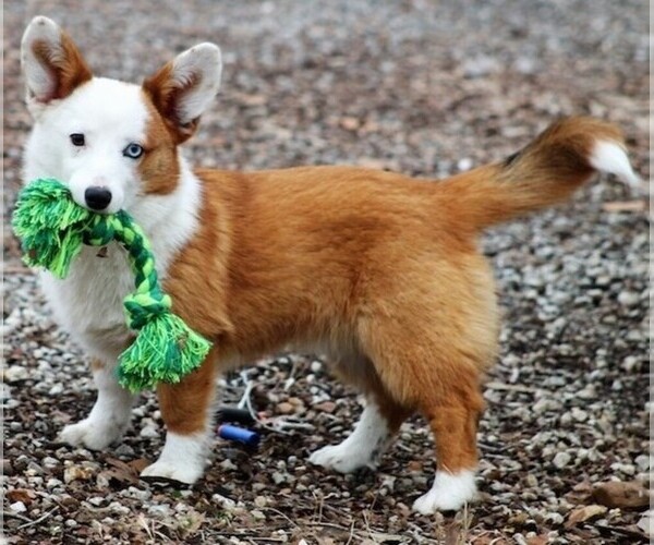 Medium Photo #1 Aussie-Corgi Dog Breed