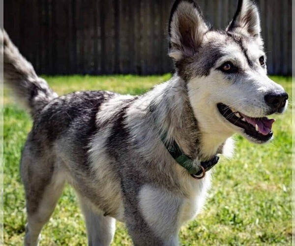 Medium Photo #1 Labsky Dog Breed