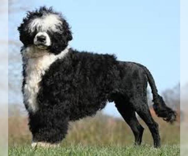 Medium Photo #6 Portuguese Water Dog Dog Breed
