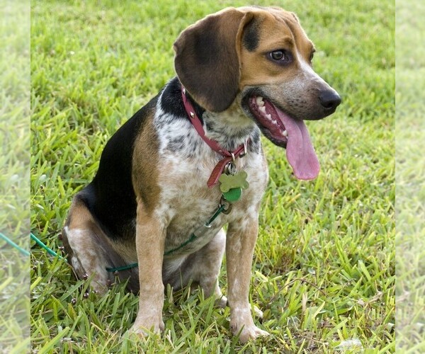 Medium Photo #1 Bluetick Beagle Dog Breed
