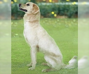 Image of Himalayan Sheepdog breed