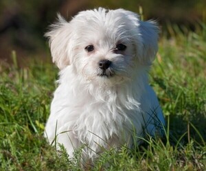 Maltese Husky puppies for sale and Maltese Husky dogs for adoption