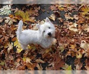 Small #5 Breed West Highland White Terrier image