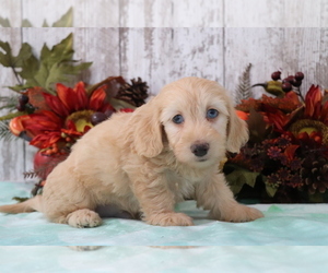 Small #1 Breed Doxiepoo (Miniature) image