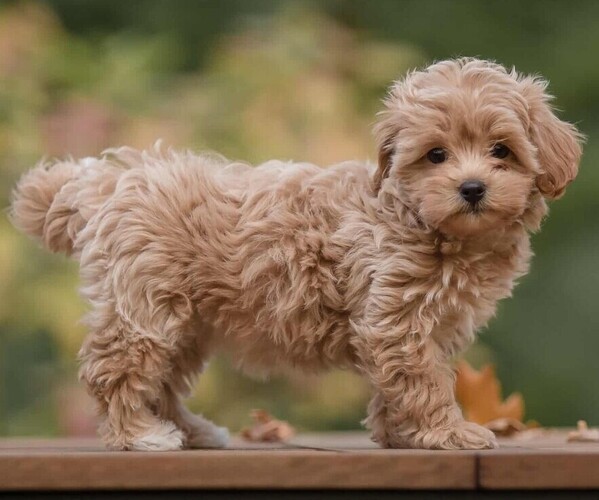 Maltipoo (Toy)