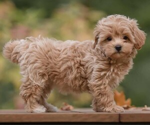 Maltipoo (Toy) puppies for sale and Maltipoo (Toy) dogs for adoption
