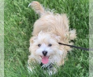 Image of Cairnese breed