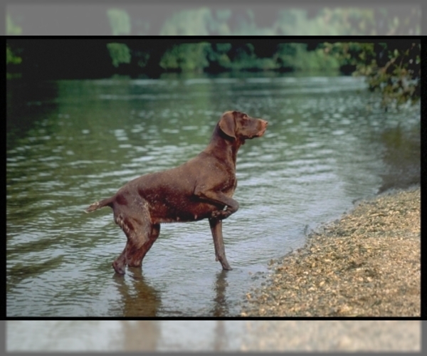 Medium Photo #1 German Shorthaired Pointer Dog Breed