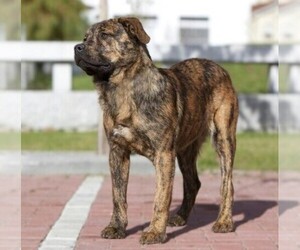 Cao Fila de São Miguel puppies for sale and Cao Fila de São Miguel dogs for adoption