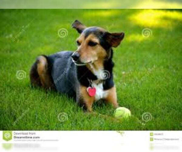 Medium Photo #2 Meagle Dog Breed