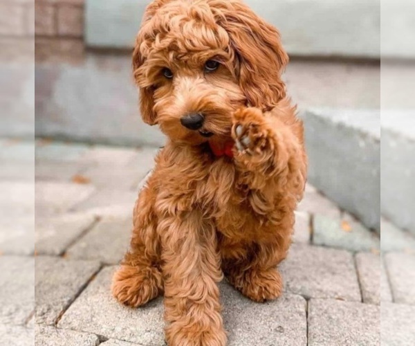 Image (Irish Doodle (Miniature))