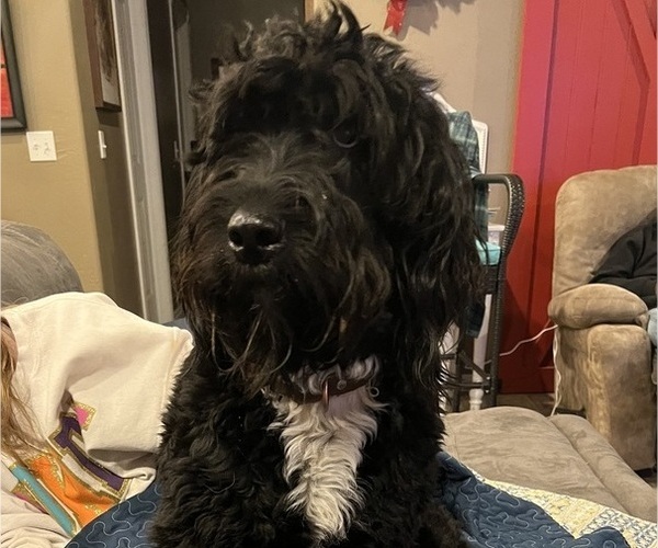 Medium Photo #3 Newfypoo Dog Breed