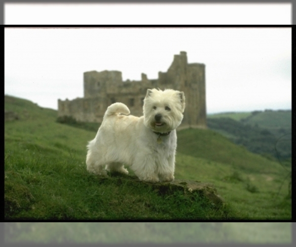 Medium Photo #1 West Highland White Terrier Dog Breed