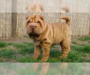 Small #2 Breed Chinese Shar-Pei image