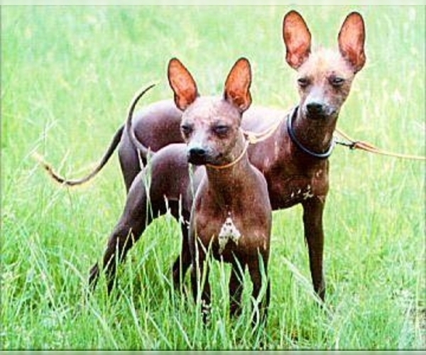 Xoloitzcuintli (Mexican Hairless) Dog Breed Image