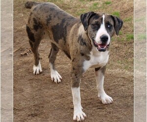 Image of breed Catahoula Bulldog