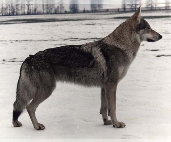 Medium Photo #1 Wolf Hybrid Dog Breed