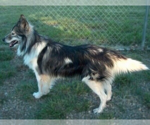 Medium Photo #1 Native American Village Dog Dog Breed