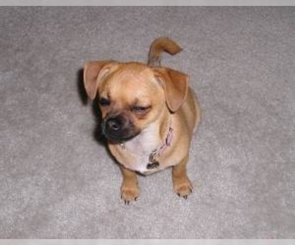 View Ad: Chug Dog for Adoption near Florida, Tallahassee 