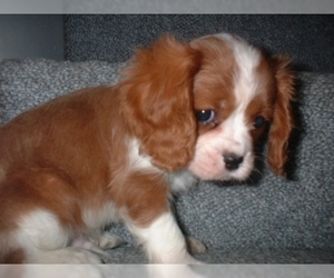 Awesome Cavalier King Charles Spaniel Colors In 2020 King Charles Cavalier Spaniel Puppy Spaniel Puppies Spaniel Puppies For Sale