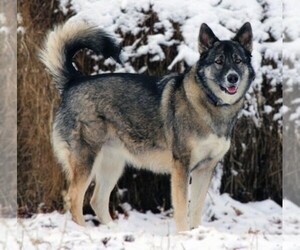 Image of Alaskan Shepherd breed