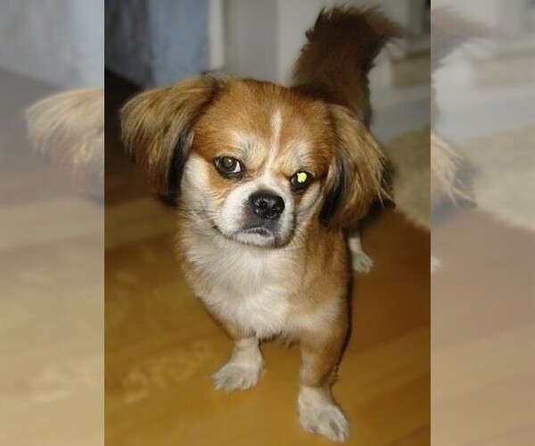 Medium Photo #1 Peke-A-Pap Dog Breed