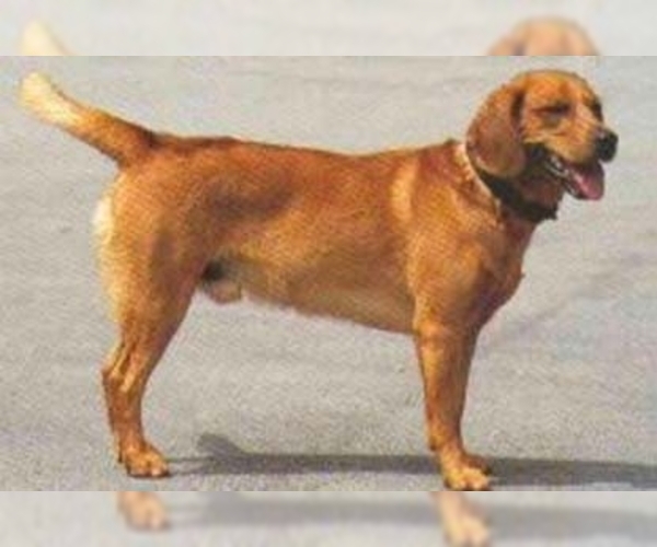 Image of Tyrolean Hound Breed