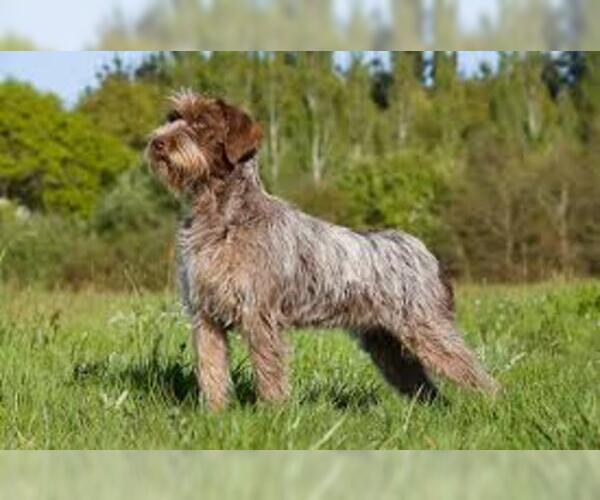Full screen Photo #3 Wirehaired Pointing Griffon Dog Breed