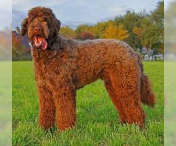 Medium Photo #5 Bouvier Des Flandres Dog Breed