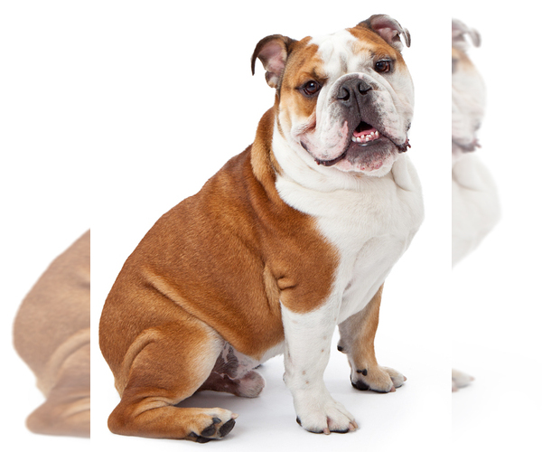 English Bulldog Dog Breed Image