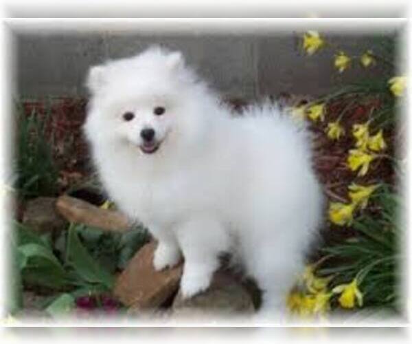 Medium Photo #5 American Eskimo Dog Dog Breed