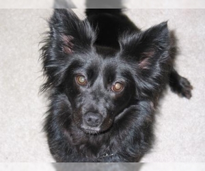Samll image of Papshund