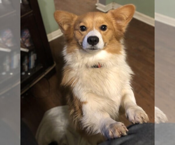 Medium Photo #1 Eskigi Dog Breed