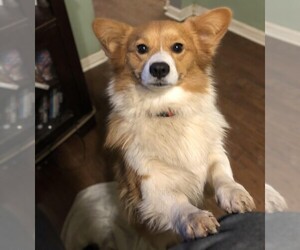 Image of Eskigi breed