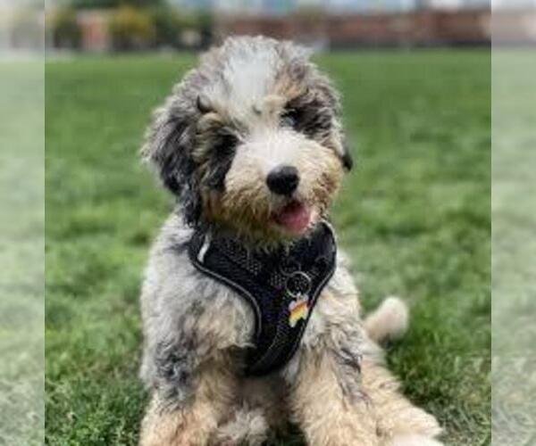 Medium Photo #1 Bedlington Doodle Dog Breed